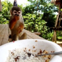 Monkey Chuki eating rice